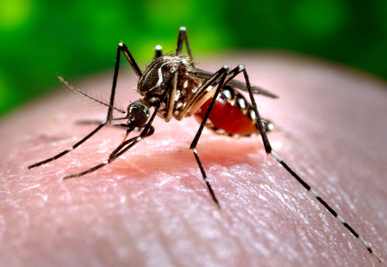 Aedes Aegypti Mosquito