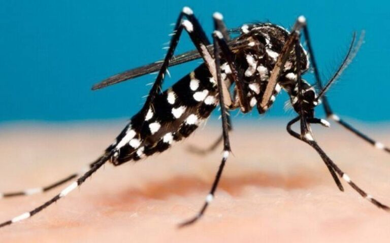 control-del-mosquito-del-dengue