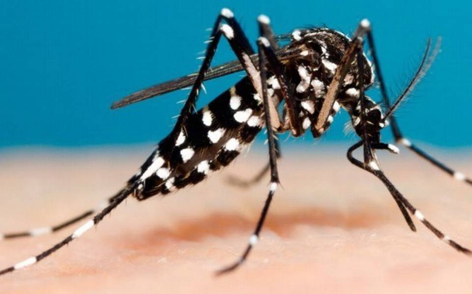 control-del-mosquito-del-dengue