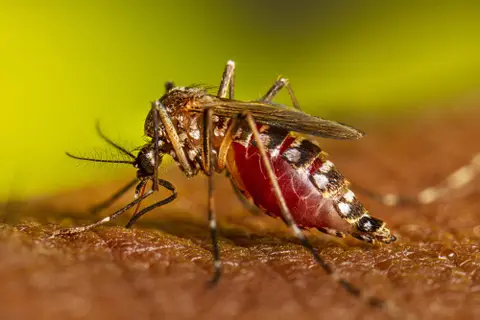 Dengue (1)
