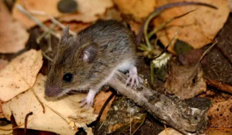 raton 1